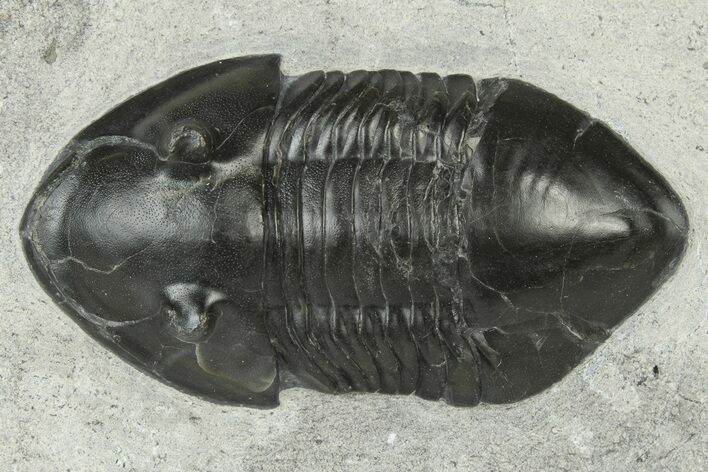 Inflated Isotelus Trilobite - Walcott-Rust Quarry, NY #231919